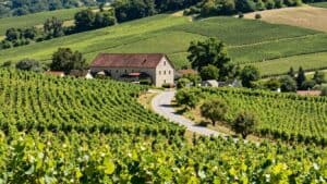 Scenic French road trip through vineyards to a brewery.