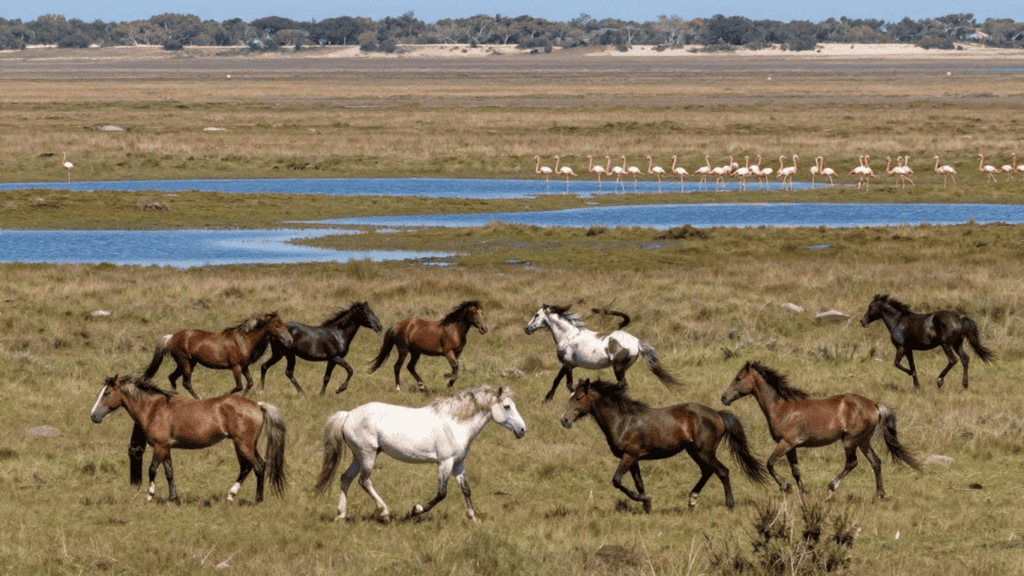 Horses galloping across a grassy plain with a shallow water channel and pink flamingos in the distance at a wetland edge.