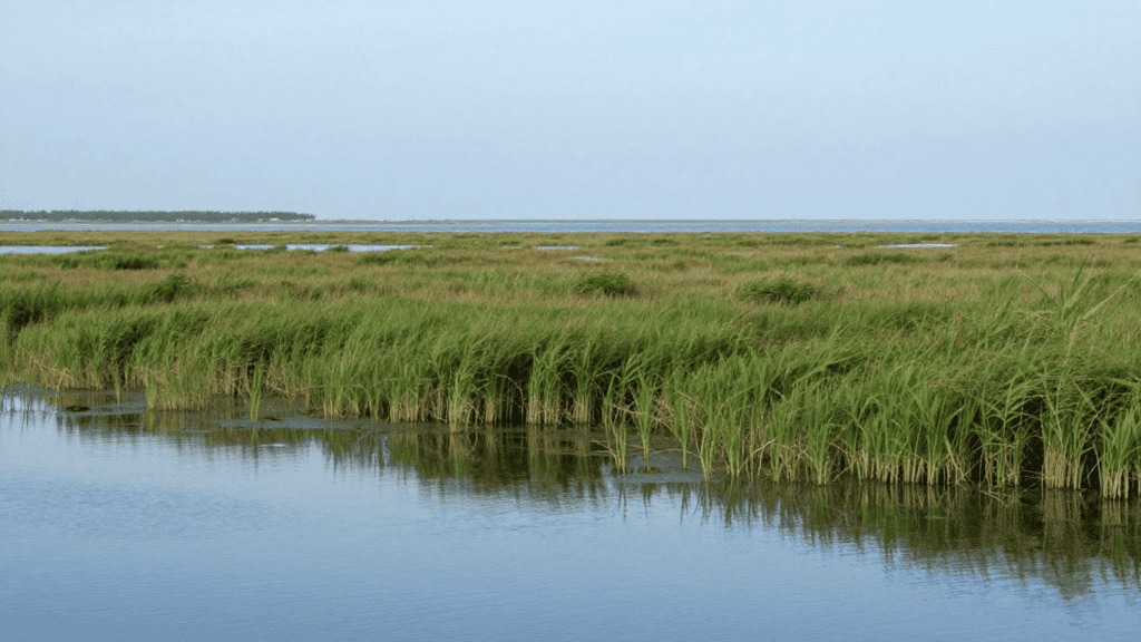 Marsh with tall green grasses along calm water under a blue sky, distant coastline on the horizon.