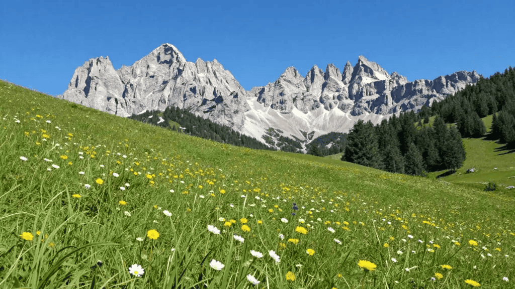 Meadow with yellow and white wildflowers on a green hillside, with snow-capped mountains and a clear blue sky behind.