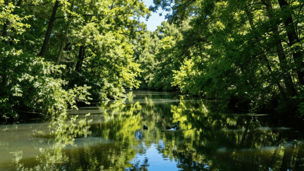 Calm forest river bordered by dense green trees, with sunlight filtering through and reflecting on the water.