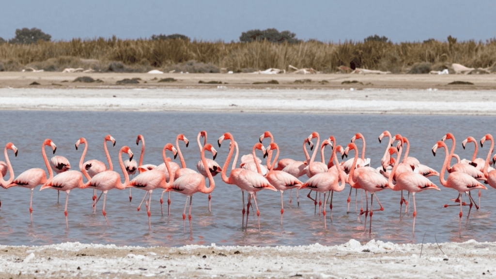 Group of pink flamingos wading in shallow water with a distant, grassy shoreline behind them in a wetlands scene.