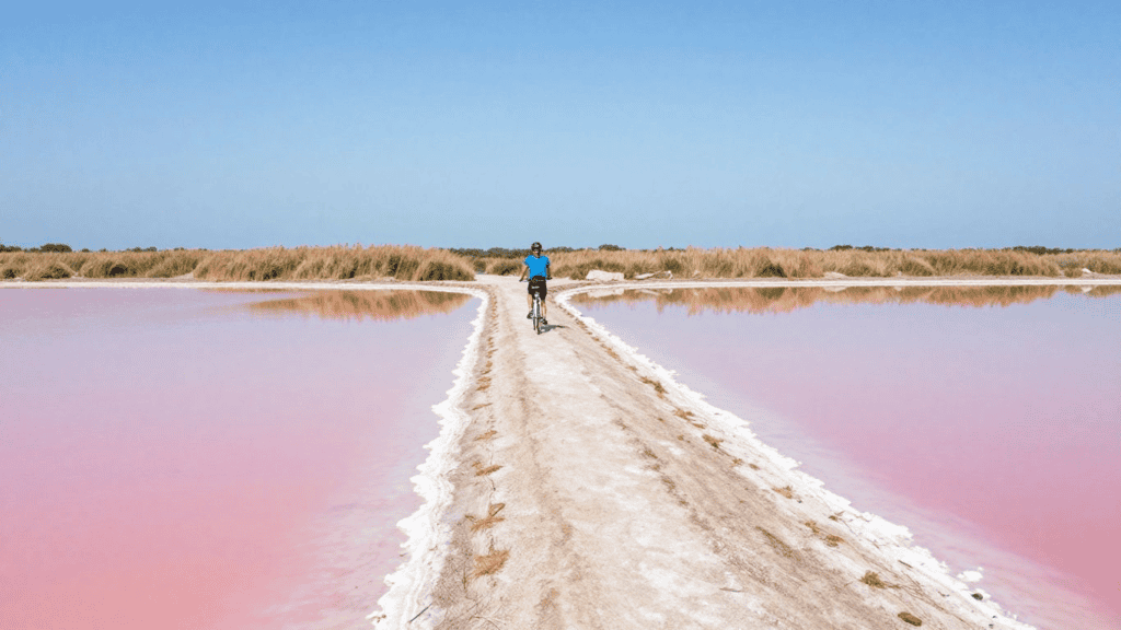 Cyclist riding a bike along a narrow white dirt path between pink salt ponds under a clear blue sky.