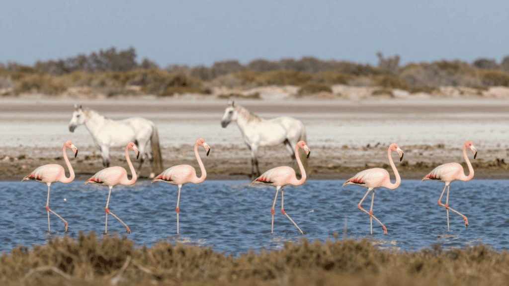 Six pink flamingos wading in shallow blue water, with white horses on the distant shore behind them.