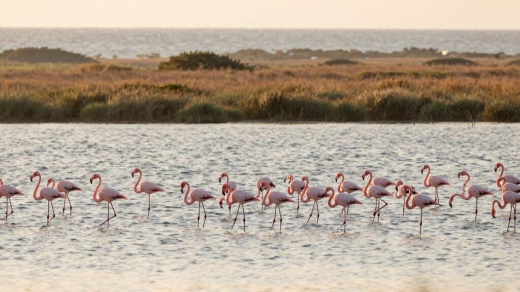 When to See the Flamingos: The Best Time to Visit the Camargue