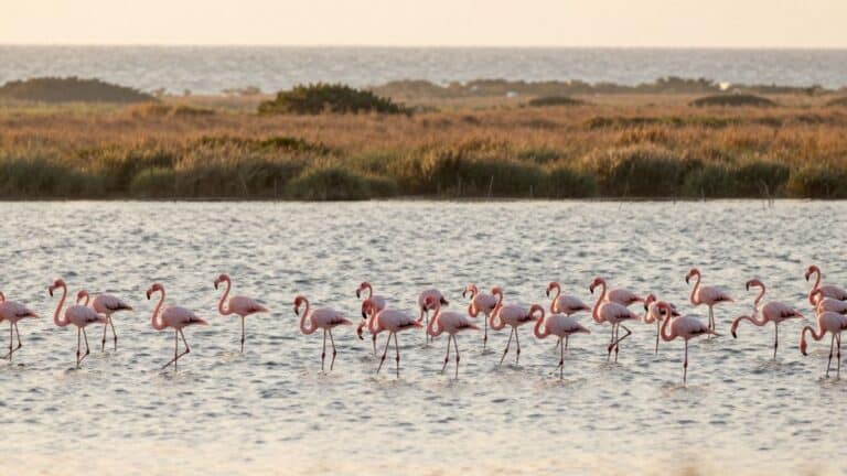 When to See the Flamingos: The Best Time to Visit the Camargue