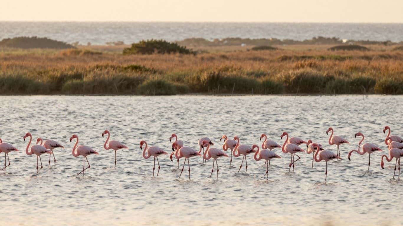 When to See the Flamingos: The Best Time to Visit the Camargue